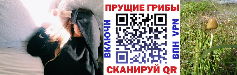 купить закладку  Горно-Алтайск  Псилоцибиновые грибы MAGIC MUSHROOMS 